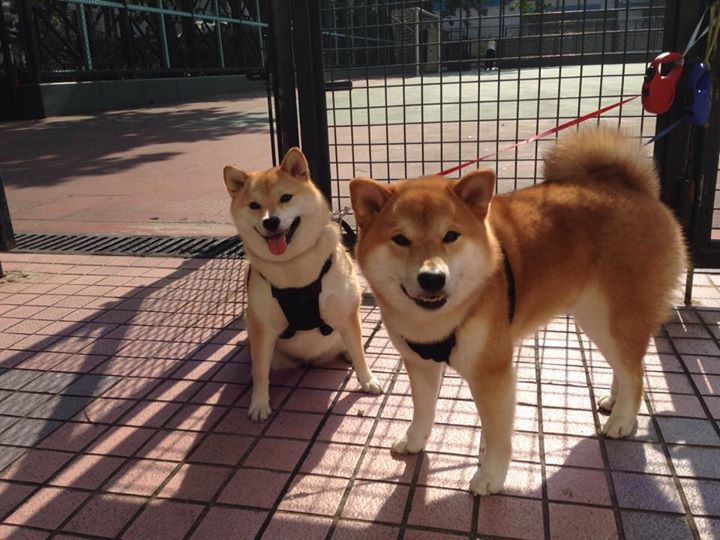 AYX体育官网-中国男篮提升进攻多样性打破对手防线，中国男篮虽败犹荣