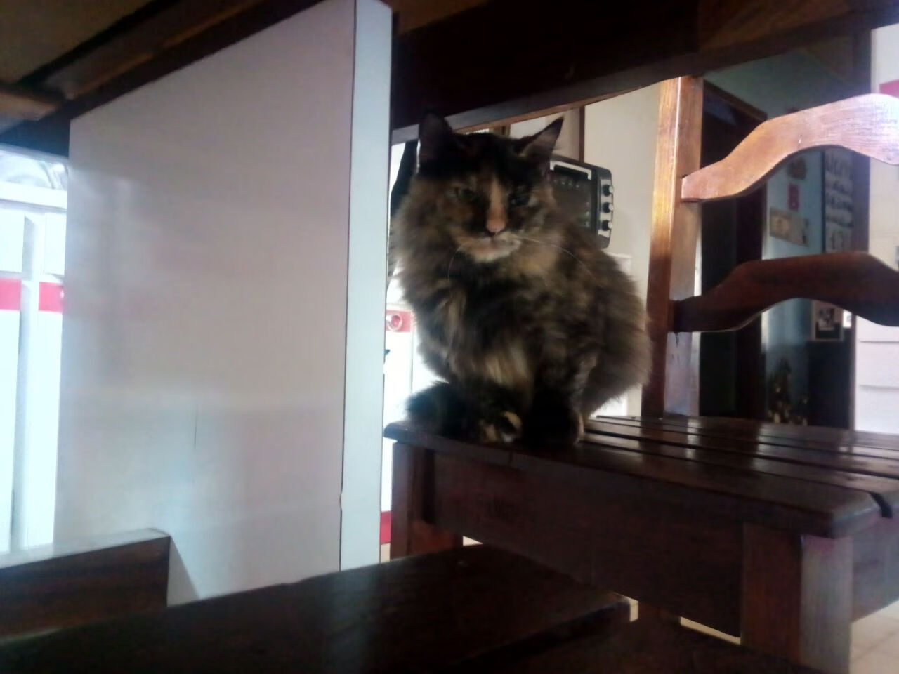 埃及赛制揭秘:如何平衡本土化与国际化