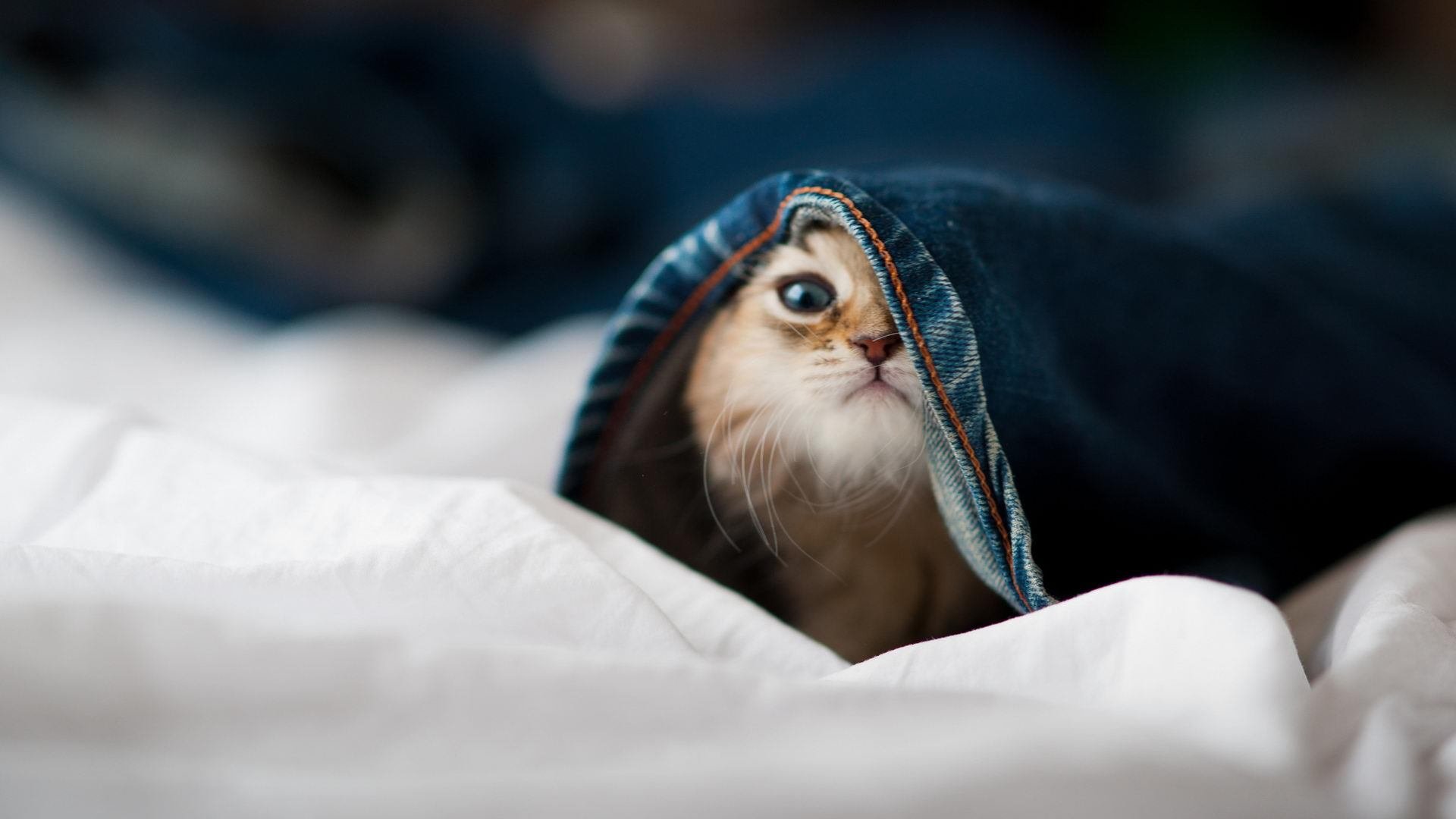 爱游戏-拉齐奥中场拦截能力提升扼制关键传球，拉齐奥赢了吗