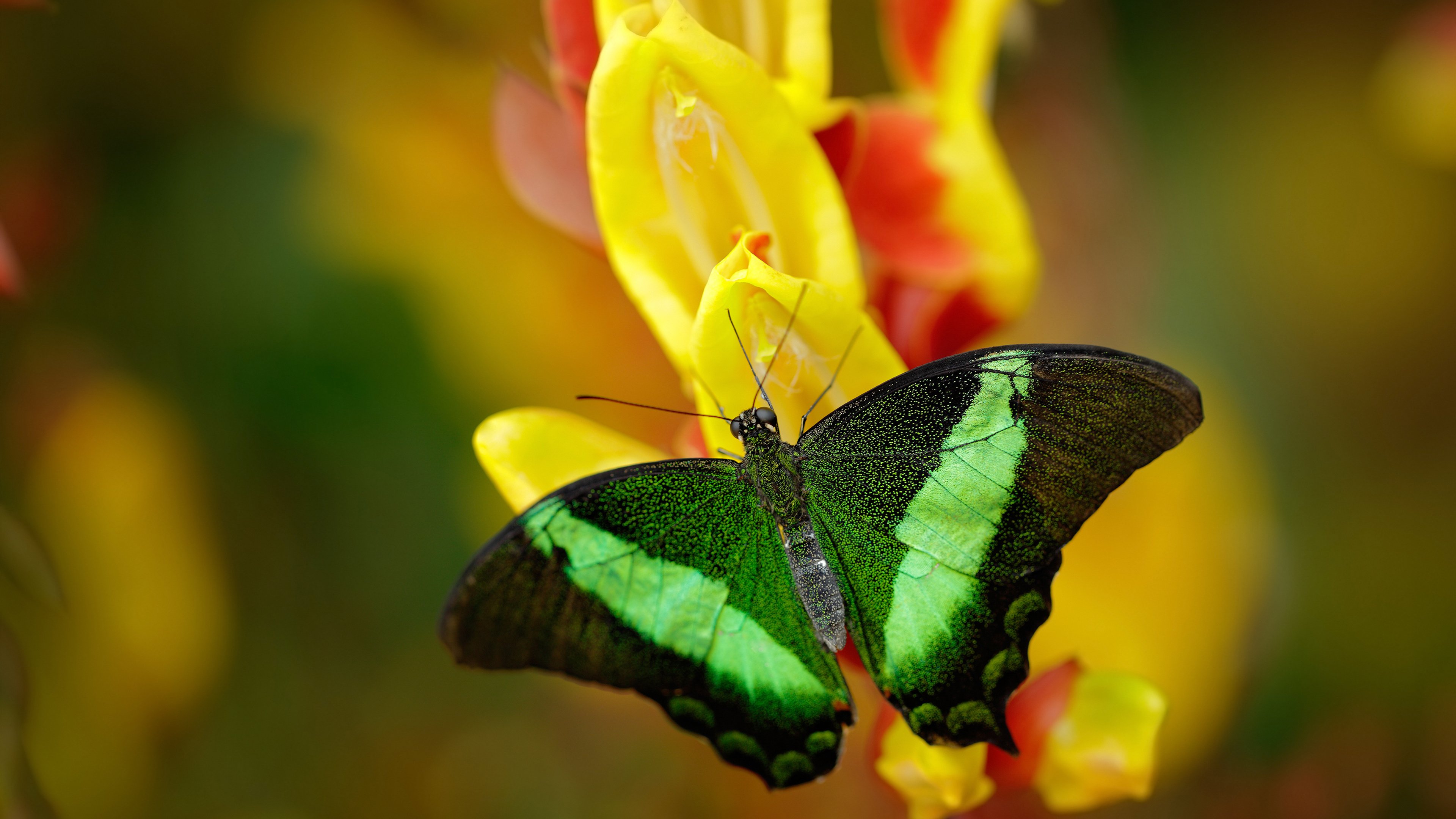 AYX体育官网-瑞典乒乓球战术：精准落点与心理战结合，瑞典的乒乓球优秀选手