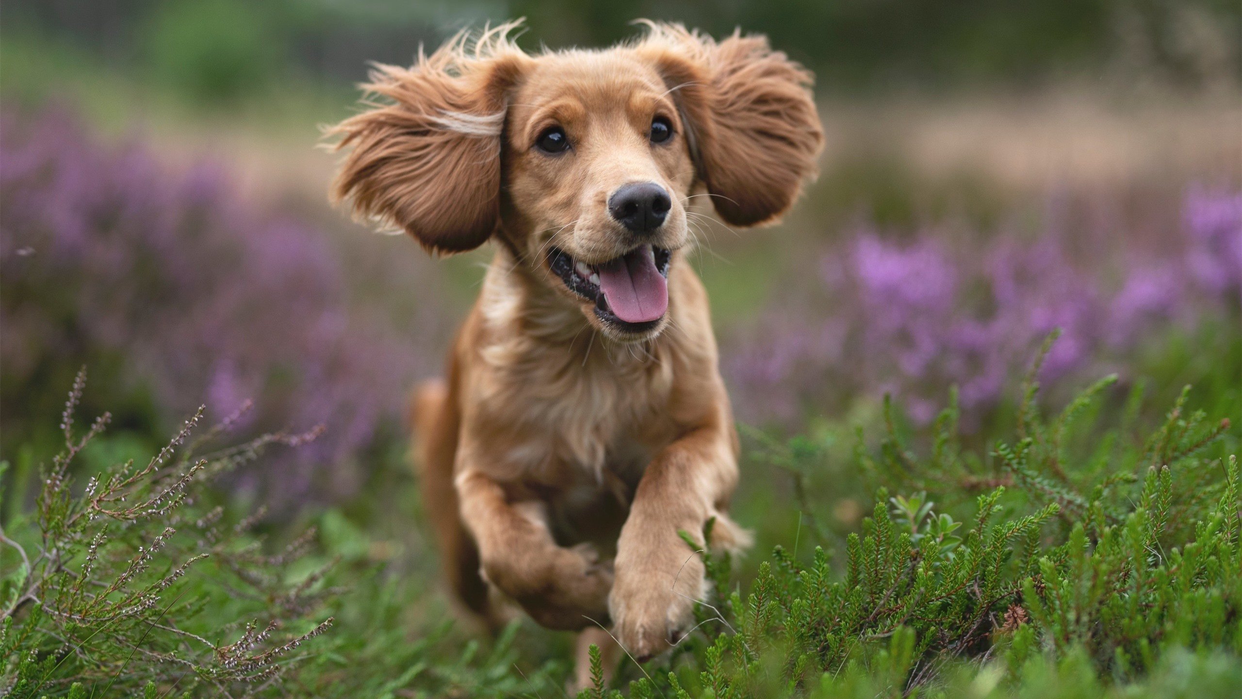 爱游戏体育（AYX）官方APP下载-伊朗男篮在亚洲预赛中奋勇拼搏，挑战奥运奖牌梦想，伊朗男篮近期战绩