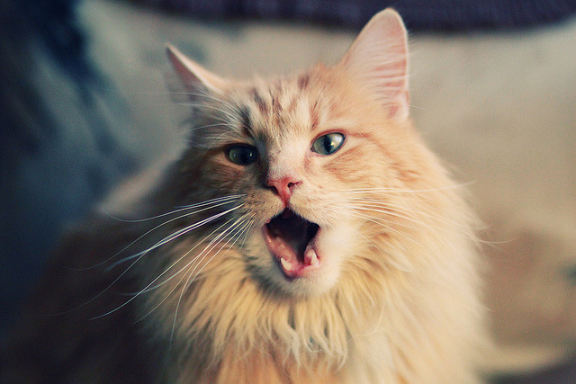 捷克女篮在欧洲锦标赛中表现抢眼，争夺金牌