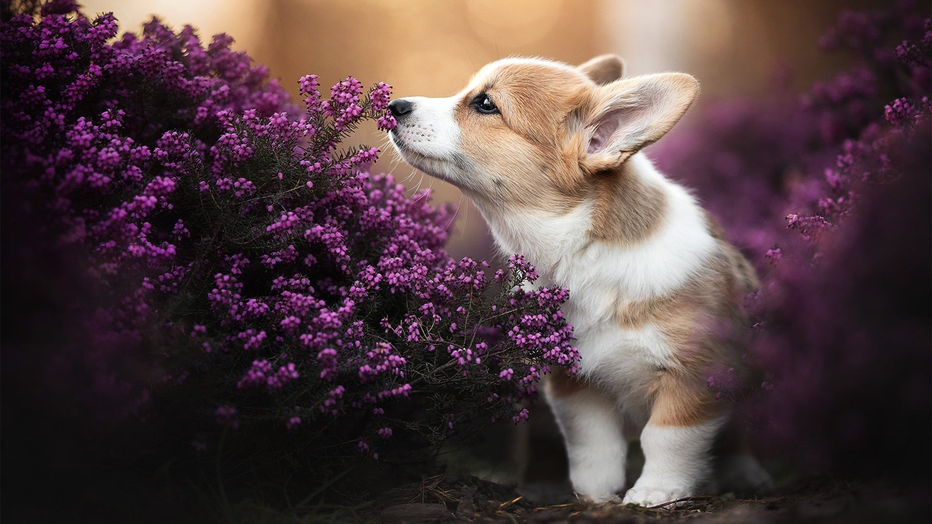 球员伤愈复出，职业生涯迎来新篇章，职业球员受伤期间有工资吗