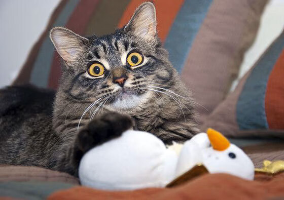 爱游戏娱乐网址-苏炳添提前出线田径世锦赛，苏炳添世锦赛抢跑