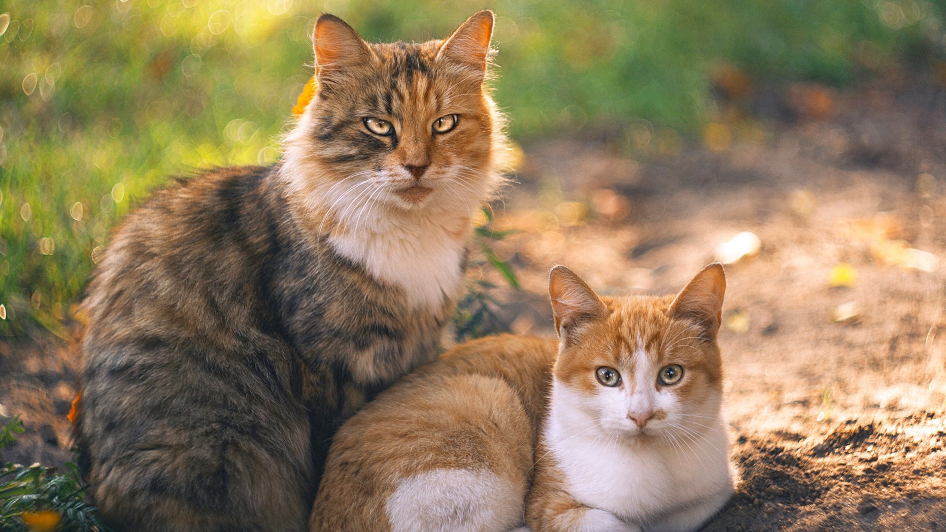 爱游戏体育（AYX）官方APP下载-袋鼠队主力球员：唐纳德·高尔 (Donald Gaal)，ufc袋鼠