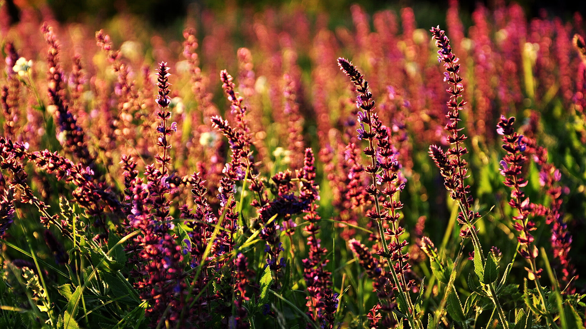 蝶泳转身效率助力选手快速加速，蝶泳转身规则